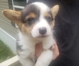 Pembroke Welsh Corgi Puppy for Sale in MCMINNVILLE, Tennessee USA