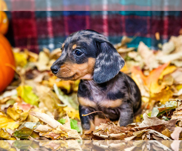 Medium Photo #28 Dachshund Puppy For Sale in WAKARUSA, IN, USA