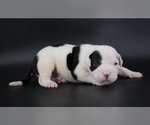 Image preview for Ad Listing. Nickname: Achilles