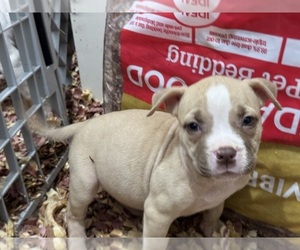 American Bully Puppy for sale in PROVIDENCE, RI, USA