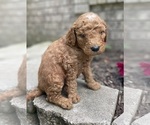 Small Photo #4 Goldendoodle Puppy For Sale in FORDLAND, MO, USA