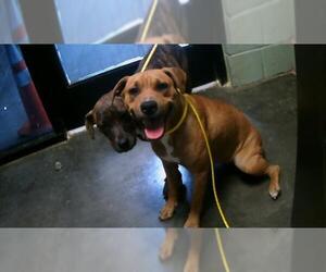 American Pit Bull Terrier-Unknown Mix Dogs for adoption in Tulsa, OK, USA
