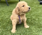 Small Photo #62 Goldendoodle Puppy For Sale in PHOENIX, AZ, USA