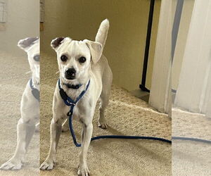 Chihuahua Dogs for adoption in Menifee, CA, USA