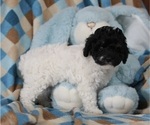 Small #3 Poodle (Miniature)