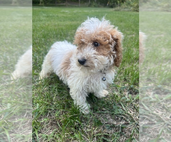 Medium Photo #42 Poodle (Miniature) Puppy For Sale in DURHAM, CT, USA