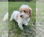 Small Photo #42 Poodle (Miniature) Puppy For Sale in DURHAM, CT, USA
