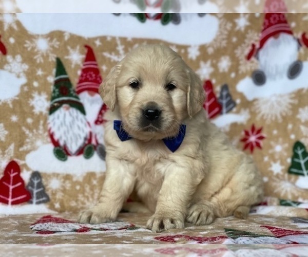 Medium Photo #4 Golden Retriever Puppy For Sale in LANCASTER, PA, USA