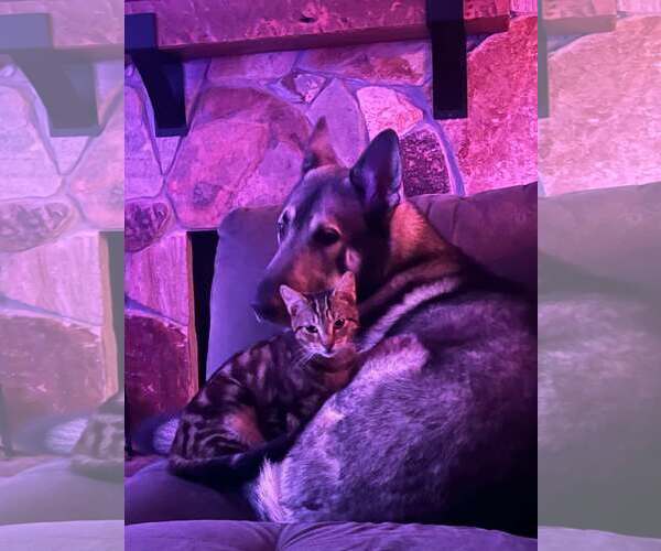 Medium Photo #2 German Shepherd Dog Puppy For Sale in Tampa, FL, USA
