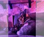 Small #1 German Shepherd Dog