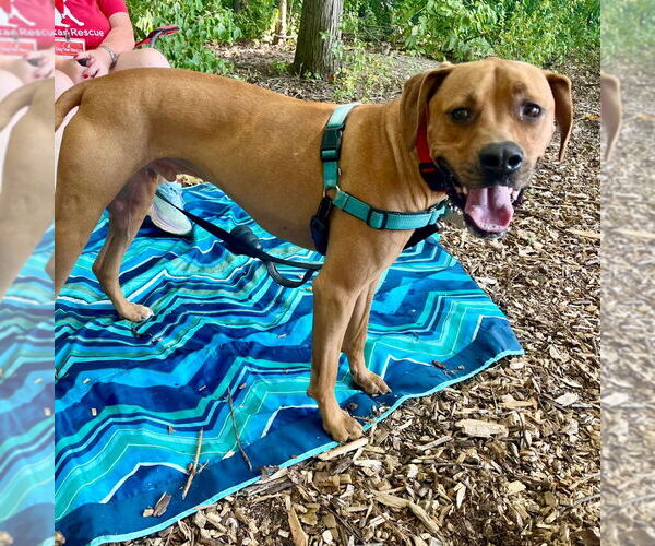 Medium Photo #16 Mutt Puppy For Sale in Canton, CT, USA
