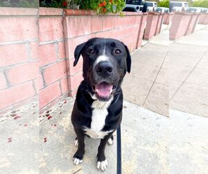 Great Dane-Labrador Retriever Mix Dogs for adoption in San Diego, CA, USA