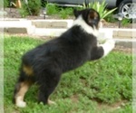 Small Photo #2 Australian Shepherd Puppy For Sale in EDDYVILLE, KY, USA