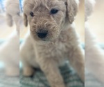 Puppy Pink collar Goldendoodle