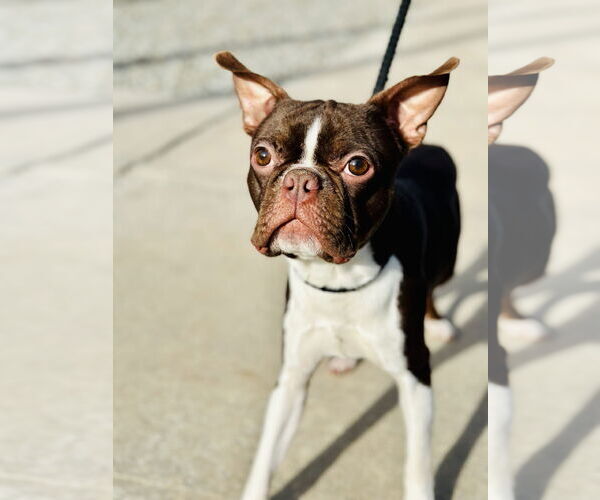 Medium Photo #2 Boston Terrier Puppy For Sale in Jackson , NJ, USA