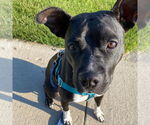 Small #15 American Pit Bull Terrier Mix