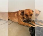 Small Bullmastiff Mix