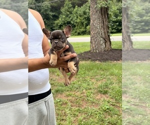 French Bulldog Puppy for sale in DECATUR, GA, USA