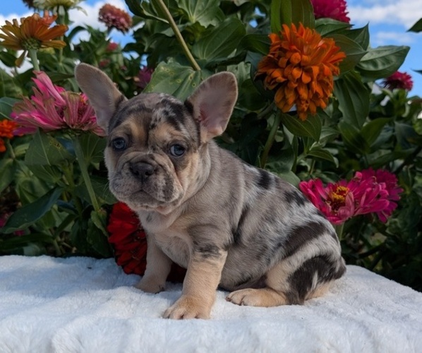 Medium Photo #4 French Bulldog Puppy For Sale in GOSHEN, IN, USA