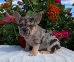 Small #3 French Bulldog