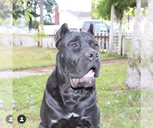 Father of the Cane Corso puppies born on 08/21/2022