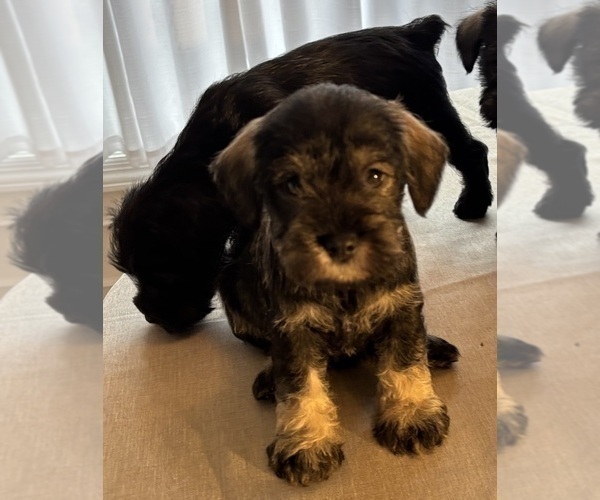 Medium Photo #10 Schnauzer (Miniature) Puppy For Sale in MURFREESBORO, TN, USA