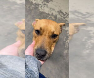 American Staffordshire Terrier-Unknown Mix Dogs for adoption in Tallahassee, FL, USA