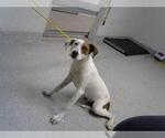 Small Labrador Retriever Mix
