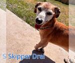 Small Photo #10 Chiweenie Puppy For Sale in San Antonio, TX, USA