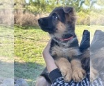 Puppy Red Collar German Shepherd Dog