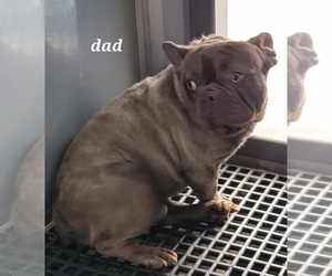 Father of the French Bulldog puppies born on 04/30/2022