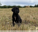 Small Photo #8 Great Dane Puppy For Sale in GILLETT, PA, USA