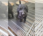 Small Photo #27 Labradoodle Puppy For Sale in JACKSON, MN, USA