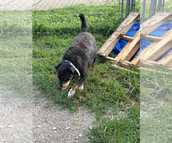 Medium Photo #5 Australian Shepherd-Rottweiler Mix Puppy For Sale in Stover, MO, USA