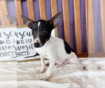 Small #1 Rat Terrier Mix