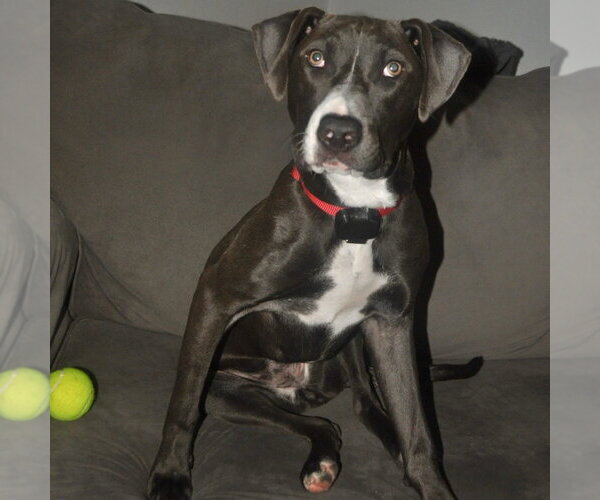 Medium Photo #22 Mutt Puppy For Sale in Canton, CT, USA