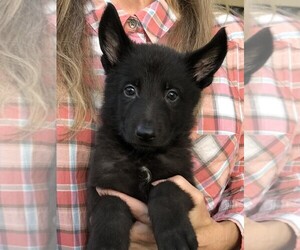 German Shepherd Dog Puppy for sale in OSTRANDER, OH, USA