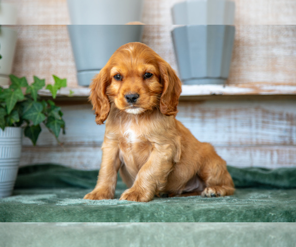 Medium Photo #3 Cocker Spaniel Puppy For Sale in SHREVE, OH, USA