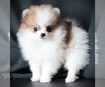 Small #3 Pomeranian