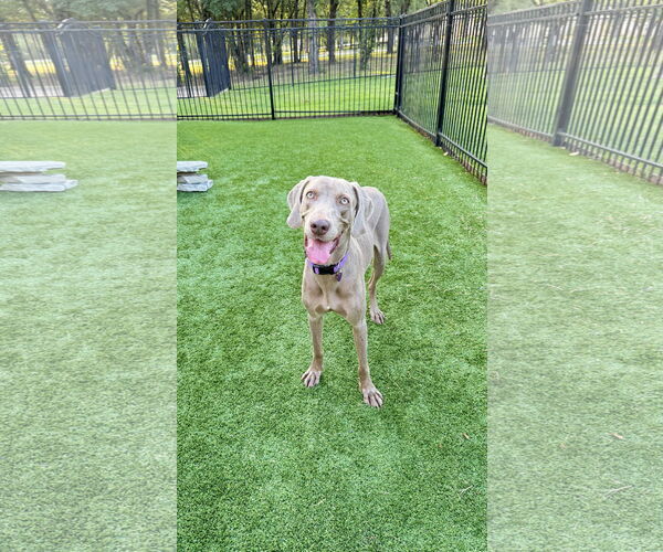 Medium Photo #3 Weimaraner Puppy For Sale in Fort Worth, TX, USA