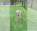 Small #2 Weimaraner