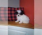 Small Photo #3 Poodle (Miniature)-ShihPoo Mix Puppy For Sale in INDIANAPOLIS, IN, USA