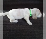 Puppy 3 Basset Hound