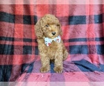 Small #2 Poodle (Miniature)