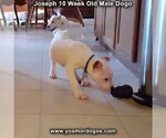 Small Photo #97 Dogo Argentino Puppy For Sale in PINEVILLE, MO, USA