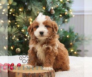 Bernedoodle (Miniature) Puppy for sale in NARVON, PA, USA
