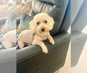 Maltipoo (Miniature) Dogs for adoption in Corona, CA, USA