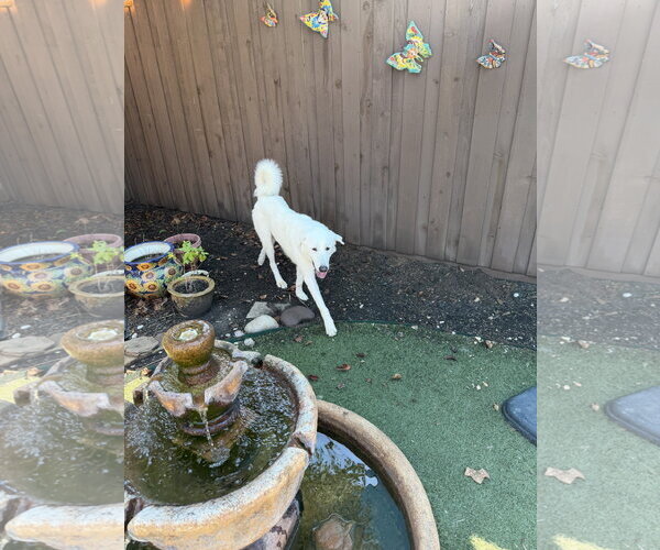 Medium Photo #2 Great Pyrenees-Unknown Mix Puppy For Sale in Dallas, TX, USA