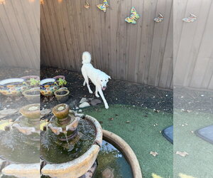 Bernie - Male Great Pyrenees-Unknown Mix Dog for Adoption - Photo #2