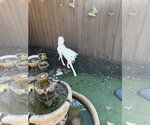 Small Photo #2 Great Pyrenees-Unknown Mix Puppy For Sale in Dallas, TX, USA